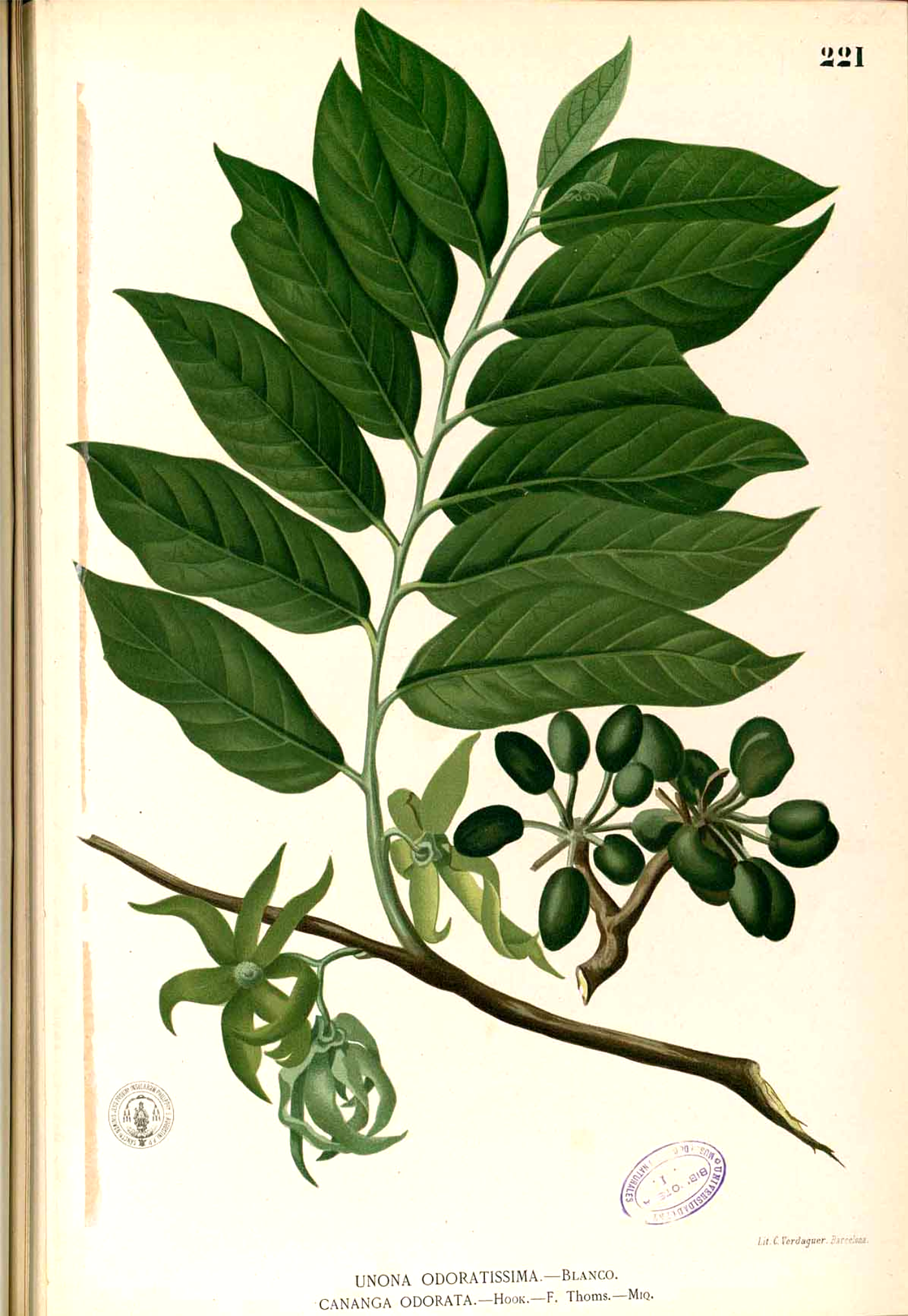 Cananga odorata